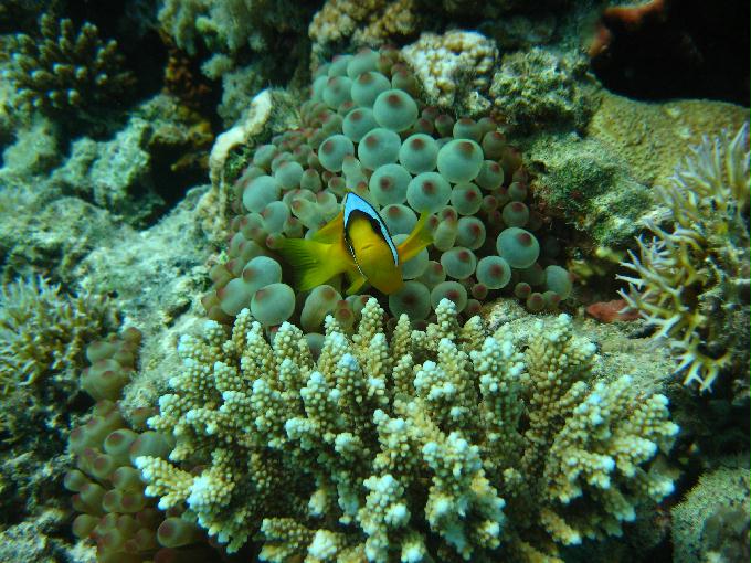펀 다이빙 - Hurghada, Egypt - Fanaus West