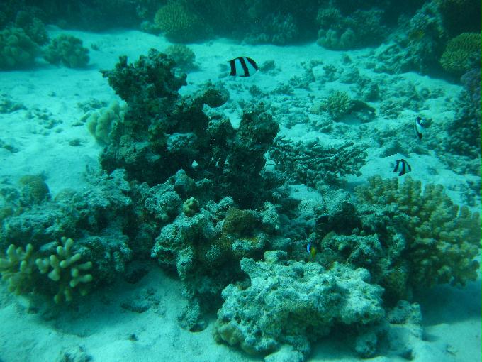 펀 다이빙 - Hurghada, Egypt - Fanaus West