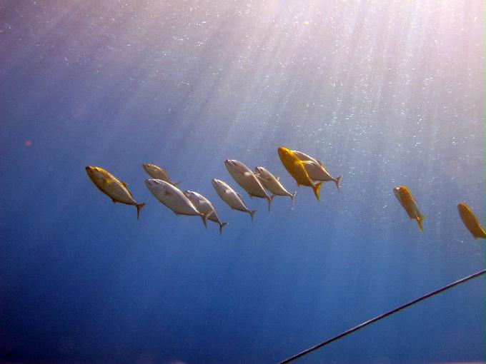 펀 다이빙 - Dahab, Egypt - Bennerfish