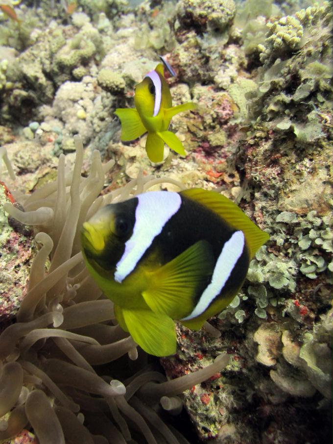 펀 다이빙 - Dahab, Egypt - Moray Garden