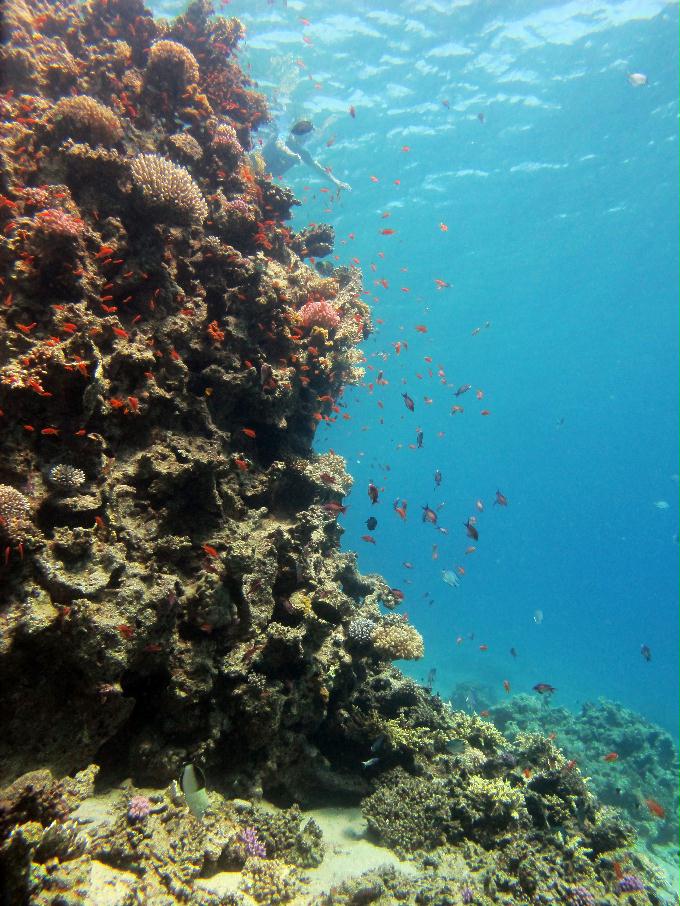 펀 다이빙 - Dahab, Egypt - Moray Garden