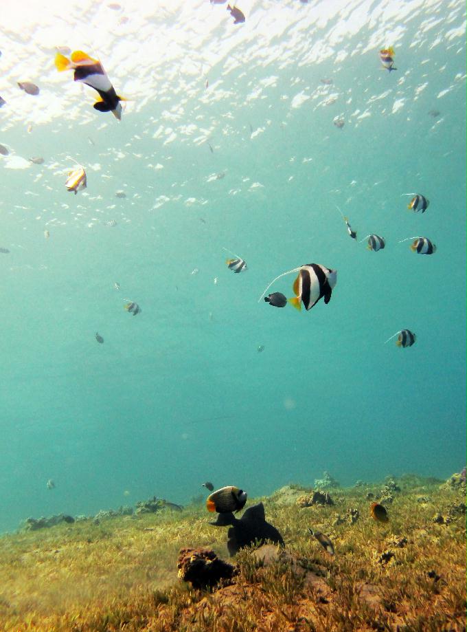 펀 다이빙 - Dahab, Egypt - Bennerfish