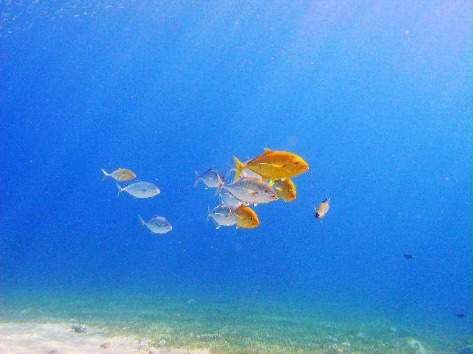 펀 다이빙 - Dahab, Egypt - Bennerfish