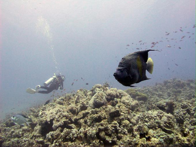 펀 다이빙 - Dahab, Egypt - Moray Garden