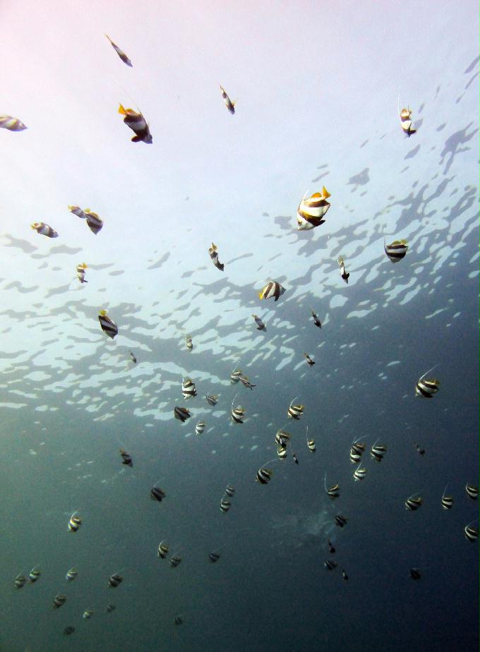 펀 다이빙 - Dahab, Egypt - Bennerfish