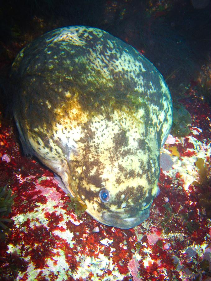 포인트 이름 모름 - 영금정다이빙