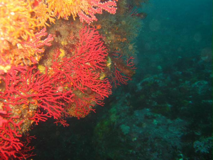 포인트 이름 모름 - 영금정다이빙