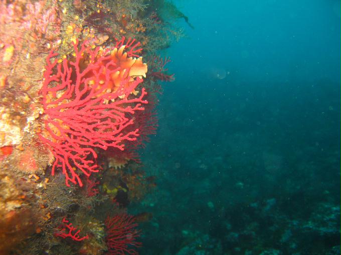 포인트 이름 모름 - 영금정다이빙