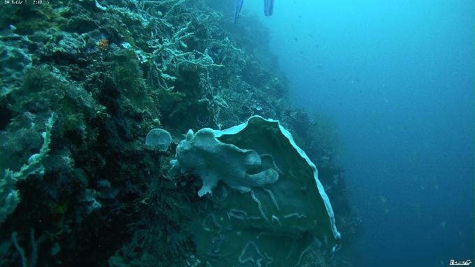 펀다이빙 - 필리핀 세부 막탄 뉴그랑블루 리조트 - 꼰띠끼(KONTIKI)