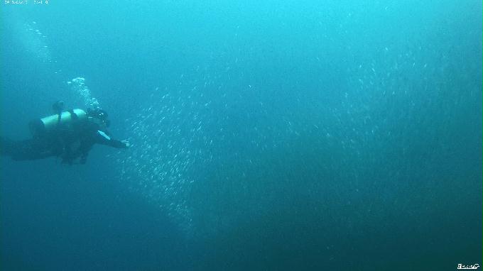 펀다이빙 - 필리핀 세부 막탄 뉴그랑블루 리조트 - 꼰띠끼(KONTIKI)