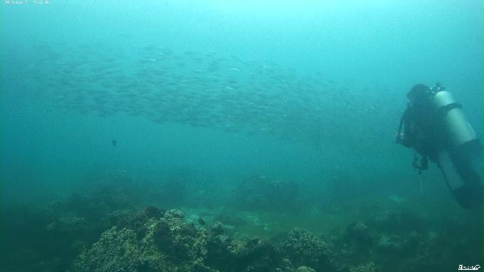 펀다이빙 - 필리핀 세부 막탄 뉴그랑블루 리조트 - 꼰띠끼(KONTIKI)