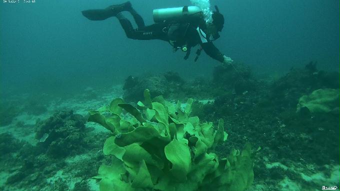 펀다이빙 - 필리핀 세부 막탄 뉴그랑블루 리조트 - 샹그릴라