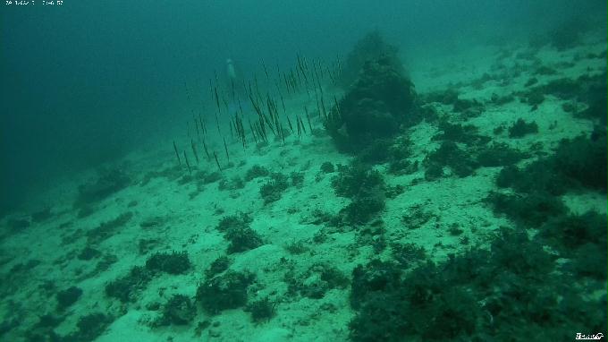 펀다이빙 - 필리핀 세부 막탄 뉴그랑블루 리조트 - 샹그릴라