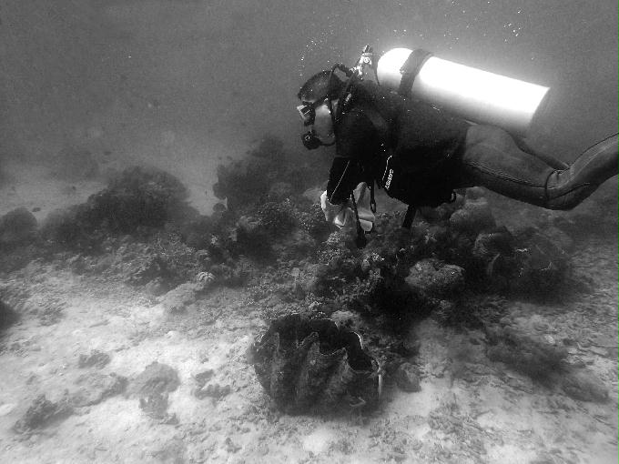 Fun Diving - 필리핀 민도르 사방비치 - GIANT CLAMS Point