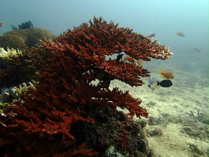 Fun Diving - 필리핀 민도르 사방비치 - GIANT CLAMS Point
