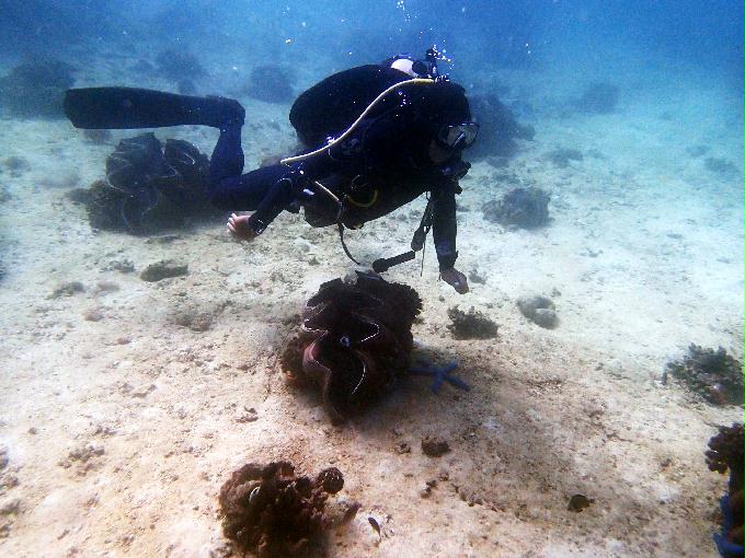 Fun Diving - 필리핀 민도르 사방비치 - GIANT CLAMS Point
