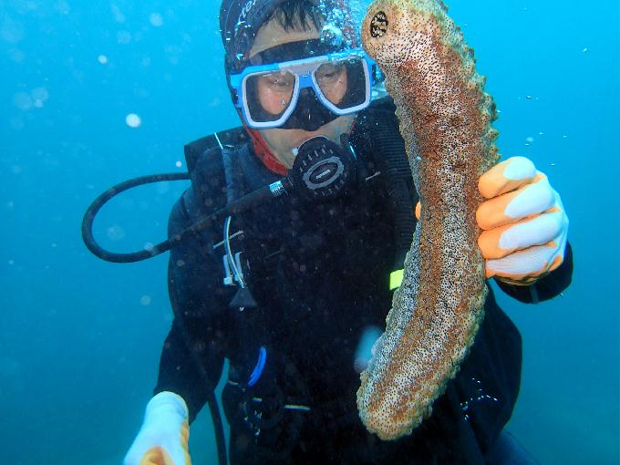 Fun Diving - 필리핀 민도르 사방비치 - FANTASEA REEF