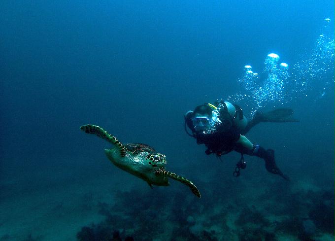 Fun Diving - 필리핀 민도르 사방비치 - MONKEY BEACH