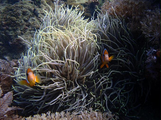 Fun Diving - 필리핀 민도르 사방비치 - MONKEY BEACH
