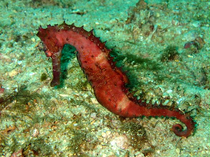 Fun Diving - 필리핀 민도르 사방비치 - GIANT CLAMS Point
