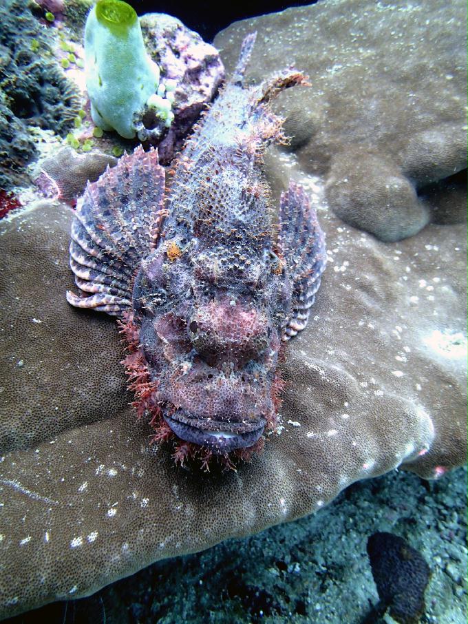 Fun Diving - 필리핀 민도르 사방비치 - FANTASEA REEF