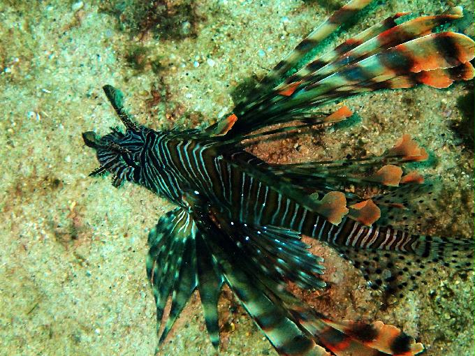 Fun Diving - 필리핀 민도르 사방비치 - GIANT CLAMS Point