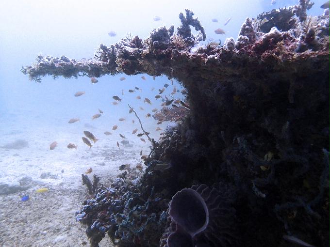 Fun Diving - 필리핀 민도르 사방비치 - GIANT CLAMS Point