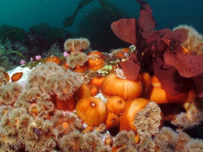 펀다이빙 - 강원도 고성 LF문암리조트 - 금강산