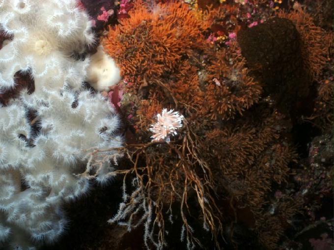 펀다이빙 - 강원도 고성 LF문암리조트 - 금강산