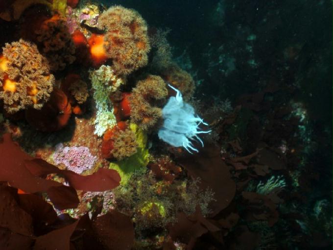 펀다이빙 - 강원도 고성 LF문암리조트 - 금강산