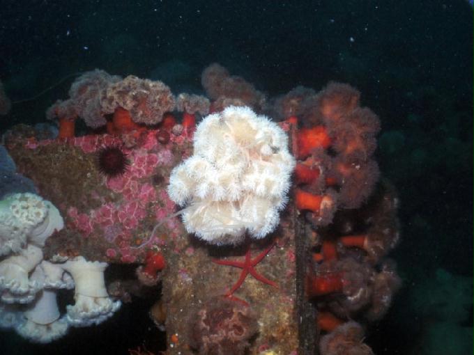 펀다이빙 - 강원도 고성 LF문암리조트 - 금강산