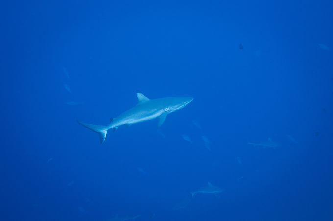 팔라우-페렐리우 - 페렐리우 컷