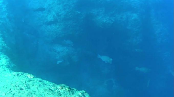 팔라우-페렐리우 - 페렐리우 컷