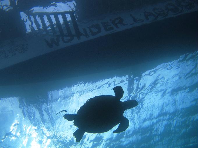 Bohol,PHILIPPINES - Diver Heaven,Balicasag