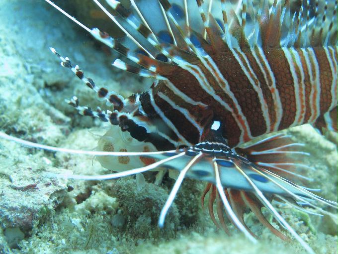 Bohol,PHILIPPINES - Diver Heaven,Balicasag