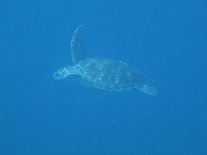 Bohol,PHILIPPINES - Diver Heaven,Balicasag