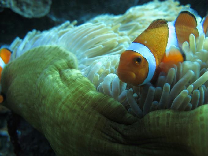 Bohol,PHILIPPINES - Diver Heaven,Balicasag