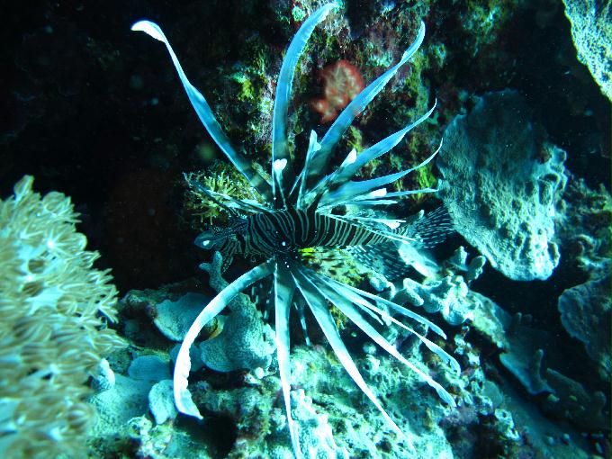 Bohol,PHILIPPINES - Diver Heaven,Balicasag