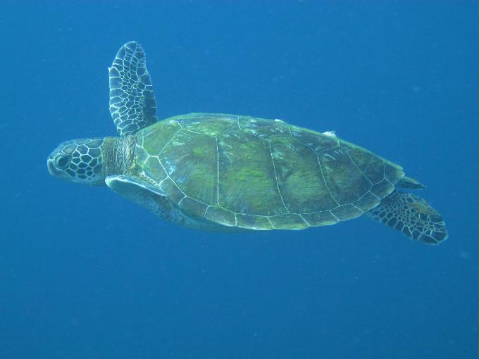 Bohol,PHILIPPINES - Diver Heaven,Balicasag