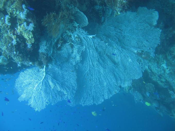 Bohol,PHILIPPINES - Diver Heaven,Balicasag