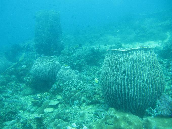 Anilao,PHILIPPINES - Dalilat
