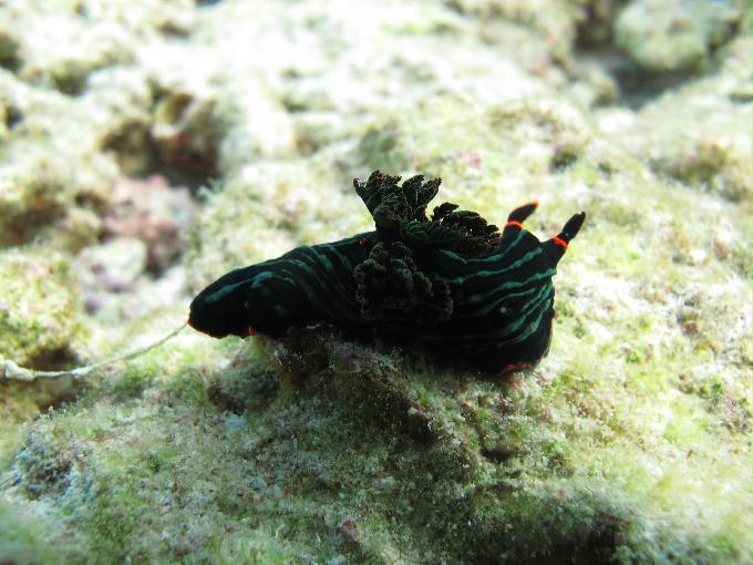 Bohol,PHILIPPINES - Diver Heaven,Balicasag
