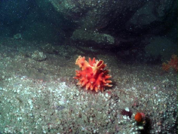 오픈워터 교육 - 경남 남해군 하야루비 리조트 - 콩섬