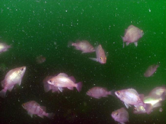 오픈워터 교육 - 경남 남해군 하야루비 리조트 - 콩섬