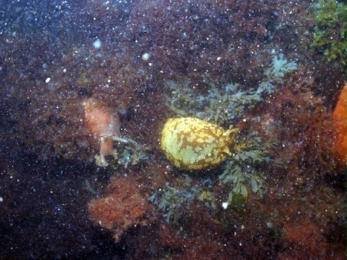 어드밴스드 교육 - 강원도 강릉 경포다이브리조트 - PT