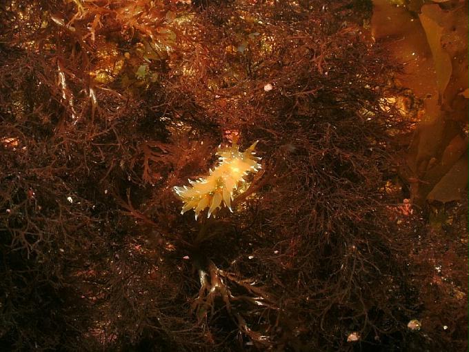 어드밴스드 교육 - 강원도 강릉 경포다이브리조트 - PT