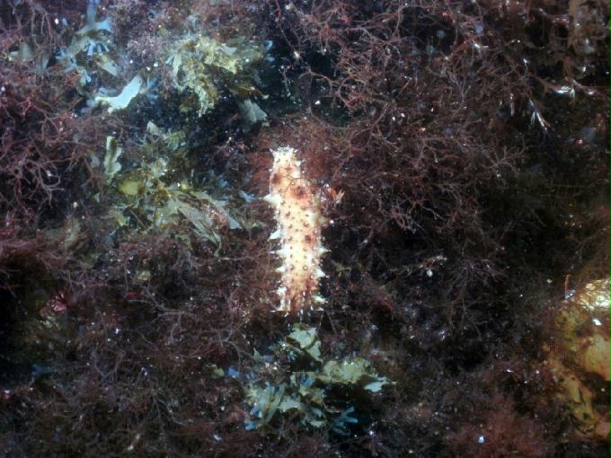 어드밴스드 교육 - 강원도 강릉 경포다이브리조트 - PT