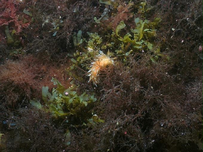 어드밴스드 교육 - 강원도 강릉 경포다이브리조트 - PT