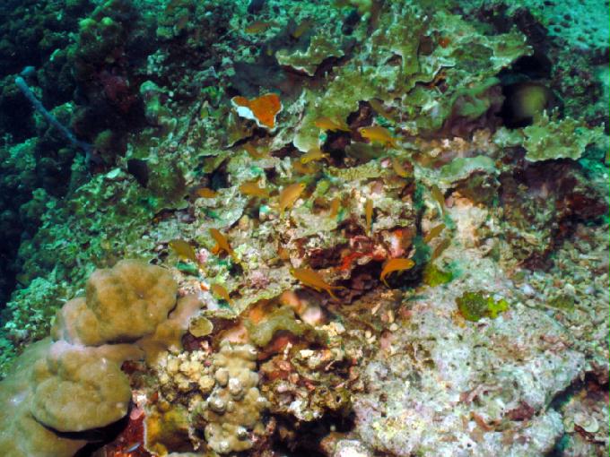 펀다이빙 - 필리핀 세부 모알보알 준다이브리조트 - PESCADOR EAST