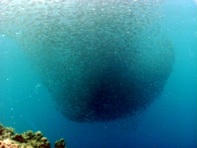 펀다이빙 - 필리핀 세부 모알보알 준다이브리조트 - PESCADOR EAST